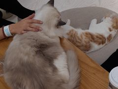 -猫和宫(六道口店)