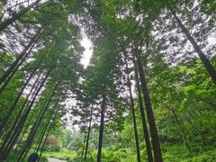 -重庆彩云湖湿地公园