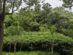 -上海吴淞炮台湾国家湿地公园