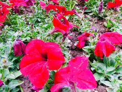 -北京市海淀外国语实验学校