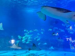 -烟台海昌鲸鲨海洋公园