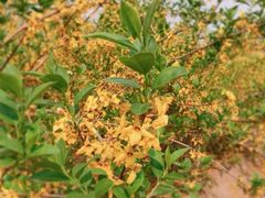 -永定河休闲森林公园