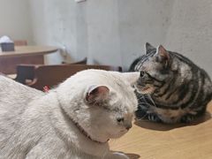 -藏猫猫咖啡主题馆(中央大道店)