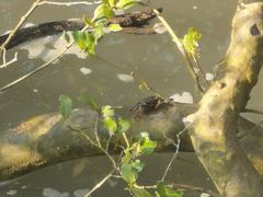 -北海金海湾红树林生态旅游区