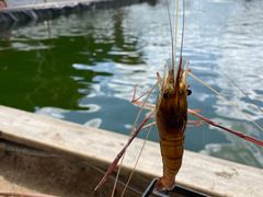 -DGE季风钓虾营地·团建·聚会