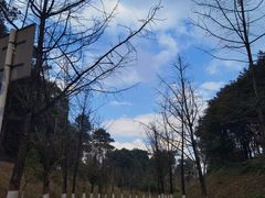 -铁山坪森林公园