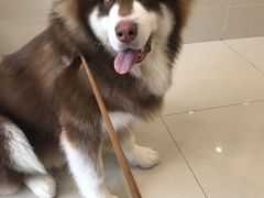 -艾贝尔宠物医院·24H转诊中心·肿瘤猫专科(江宁双龙店)