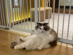 -猫腻·猫咖·撸猫馆(星光大道店)