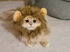 -小猫来了猫舍(福田店)