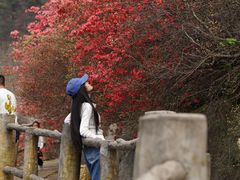 -木兰云雾山