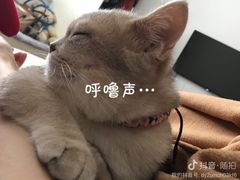 -东方名猫馆·英短金渐层布偶猫舍(环线广场1号楼店)