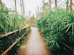 -白鹭湾湿地公园