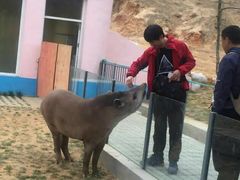 -西霞口神雕山野生动物世界