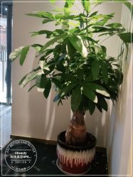 -苑苑vbeauty科技美容SPA