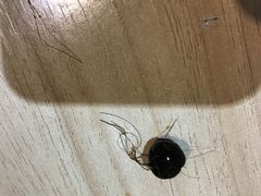 -鲜芋仙(番禺万达广场店)