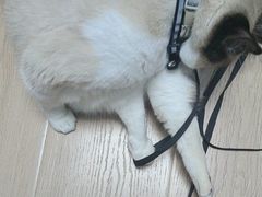 -稻荷日麻社