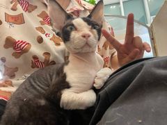 -飞行喵MR PILOT|猫舍·猫咖(静安大融城店)