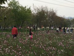 -天适樱花悠乐园