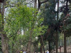 -东明山森林公园