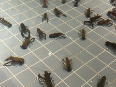-虾胡闹龙虾馆(湄南河店)