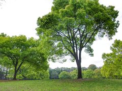 -上海共青森林公园