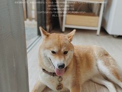 -柴犬高等学院·狗咖·柴犬售卖·宠物训练