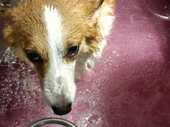 -PETKIT小佩宠物·低压洗护(国顺东路店)