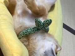 -逗柴咖啡屋·狗咖猫咖宠物桌游