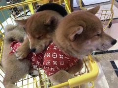-猫色咖啡·猫咖