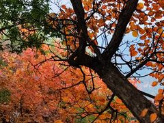 -秦岭终南山世界地质公园翠华山景区