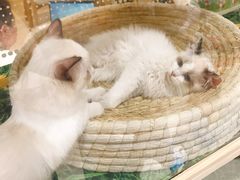 -藏猫猫咖啡主题馆(中央大道店)