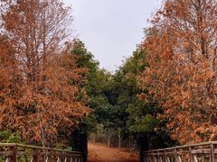 -上海海湾国家森林公园