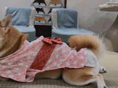 -逗柴咖啡屋·狗咖猫咖宠物桌游