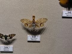 -国家自然博物馆