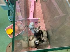 -藦茜花园宠物主题亲子互动体验馆(国顺东路店)