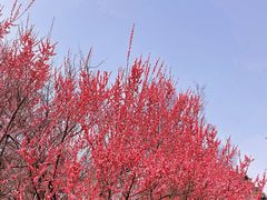 -南京古林公园
