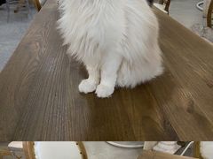 -共舞时光猫咖·狗咖(新街口店)