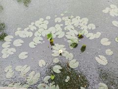 -莲湖公园