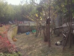 -成都大熊猫繁育研究基地