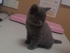 -瑞派康怡24h宠物医院·犬猫医疗中心·微创绝育(瑞景分院)