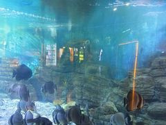 -烟台海昌鲸鲨海洋公园