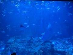 -香港海洋公园