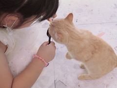 -飞行喵MR PILOT|猫舍·猫咖(静安大融城店)