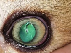 -爱侣宠医·鹦鹉专科·小型哺乳类·异宠专科(灵石路店)