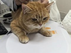 -瑞鹏宠物医院·骨科·猫科·内科(第一中心)