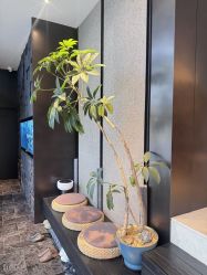 点击看大图 -欧兔博士·O2BOX微高压氧舱