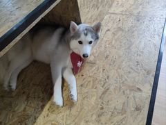 -Husky Go! 哈士奇体验馆·宠物咖啡厅狗咖