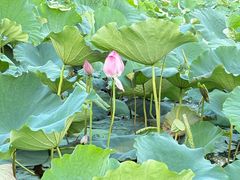 -艾溪湖湿地公园