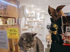 -楼上猫咖(罗湖店)