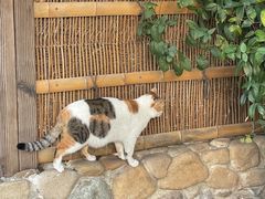 -龙华素斋(龙华路店)